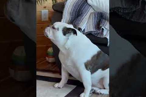 Bulldog Tries to Howl Like Husky