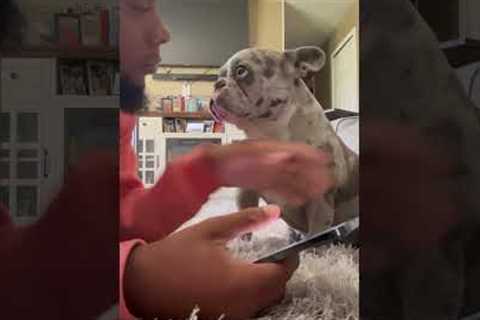 Needy dog does everything to get attention