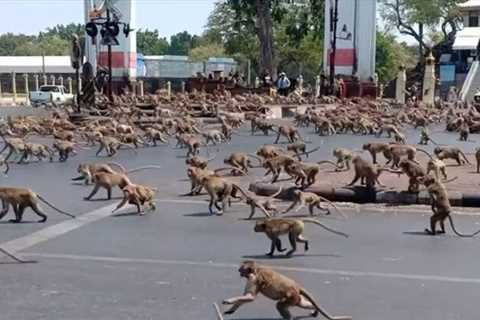 Terrifying 3,500-strong army of marauding MONKEYS invade city centre forcing tourists & locals to..