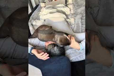 Small-clawed otter Fuku crawls over owner