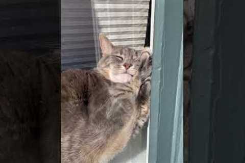 Cat Takes Awkward Window Nap