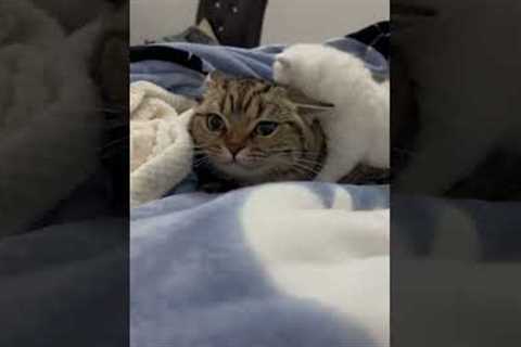 American shorthair tabby lets kitten play on his head