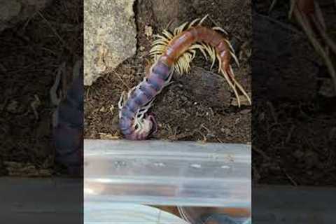 Peruvian giant yellow-leg centipede molting