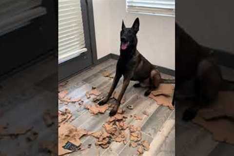 Dog happy after shredding a box