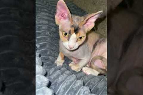 Sphynx cat brings its tiny kitten onto bed