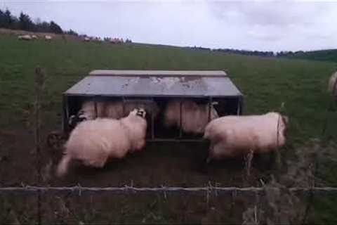 Woman greets skittish sheep and scares them off