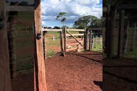 Cow's daring escape