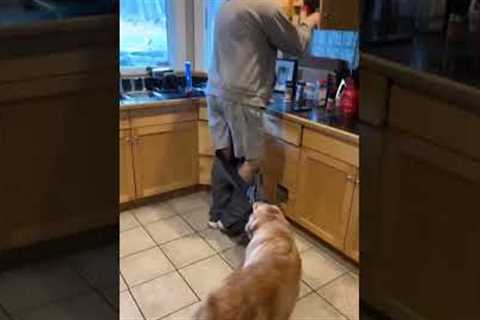 Golden Retriever pulls down owners pants