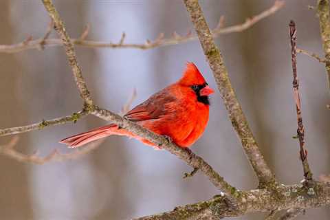 Join the Great Backyard Bird Count this weekend