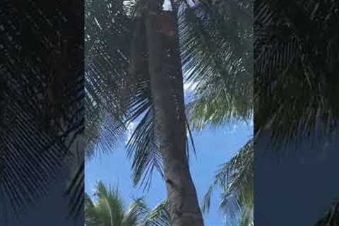 Skilful cat climbs up coconut tree on beach