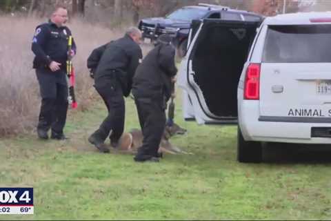 Coyote captured in Arlington park where 3 children were bitten