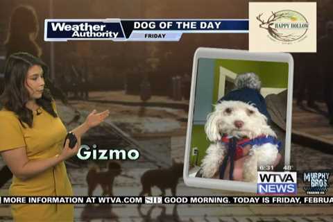 Dog Walk Forecast for Feb. 16- Gizmo