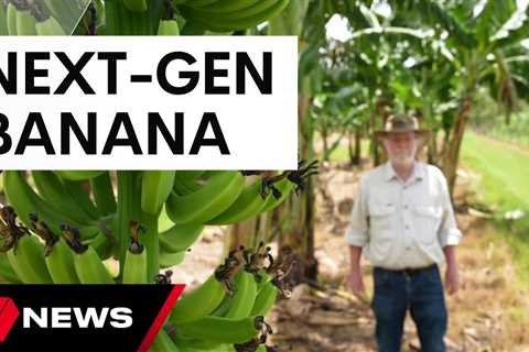 World-first genetically modified banana approved for human consumption