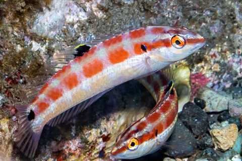 New fish species discovered off coast of Baja California