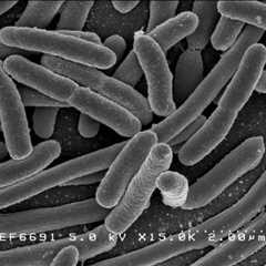 Engineered E. coli delivers therapeutic nanobodies to the gut