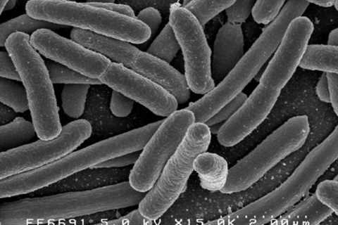 Engineered E. coli delivers therapeutic nanobodies to the gut