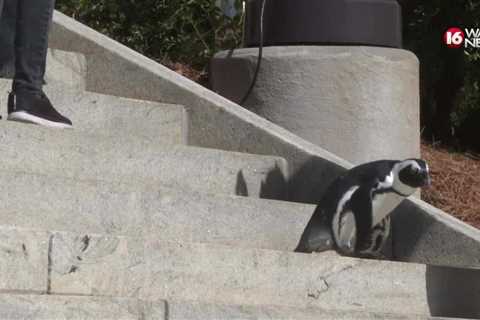 Penguins visit the Mississippi Capitol