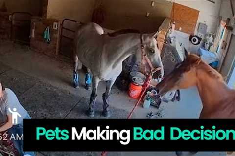 Pet Fails: Pets Making Bad Decisions