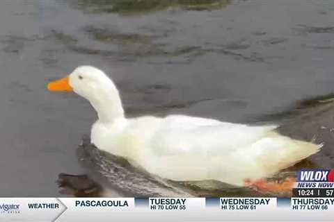 A duck returns home after recovering from a life-threatening injury