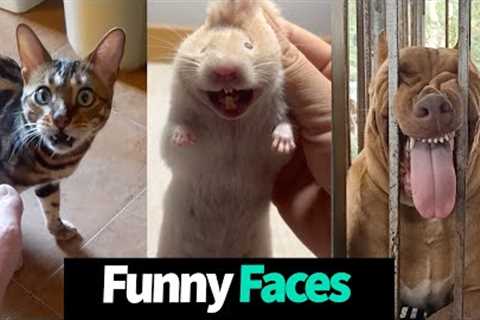 Hilarious Pet Reactions: Funny Animal Faces Compilation