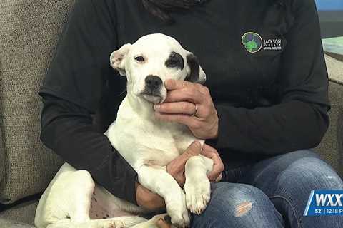 Pet of the Week: O’Malley is looking for a forever home!