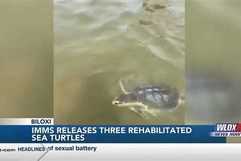 IMMS releases three rehabilitated sea turtles