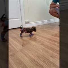 Cute little puppy tries on socks for the first time *Wholesome Video*