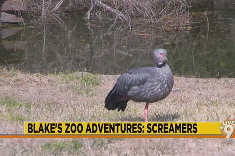 Jackson Zoo Adventures: Screamers