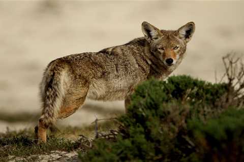 Michigan United Conservation Clubs challenges shortened coyote hunting season •