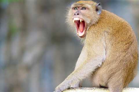 Man Attacked by Monkeys Catches Rare, Life-Threatening B Virus