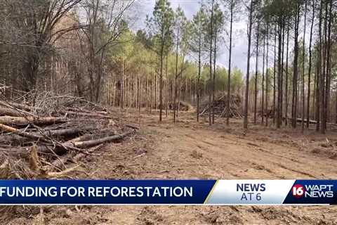 Forest Restoration Program offers help for tree farms