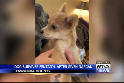 Dog survives fentanyl exposure after being given Narcan