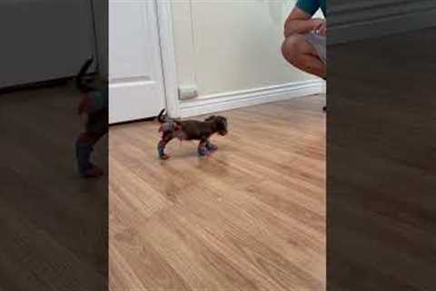 Cute little puppy tries on socks for the first time *Wholesome Video*