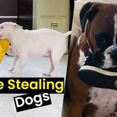 Shoe Stealing Dogs