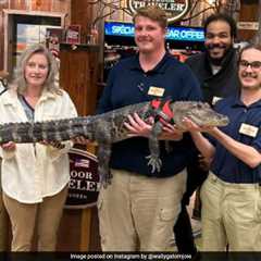 Where Is Wally The ‘Emotional Support Alligator’? Its Owner Answers