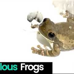 Fabulous Frogs Compilation