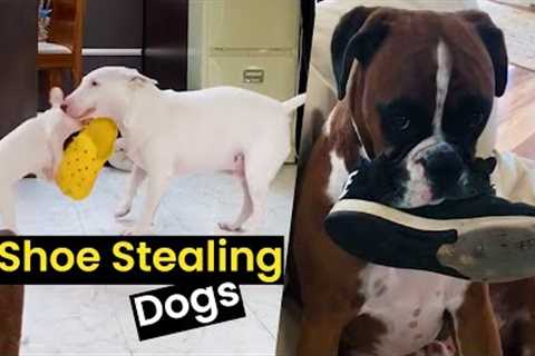 Shoe Stealing Dogs