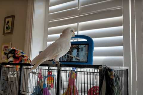 Parrots in captivity seem to enjoy video-chatting with their friends on Messenger