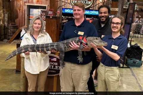 Where Is Wally The ‘Emotional Support Alligator’? Its Owner Answers