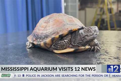 Mississippi Aquarium visits WJTV 12 News