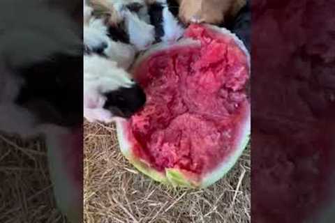 Guinea pigs eating a watermelon