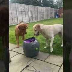 Labradors Have Fun With Ball Launcher