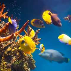 Peces tropicales: descubre las especies más coloridas - El blog más completo sobre peces