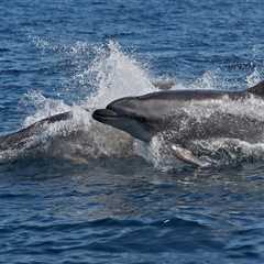 Los delfines adaptan su esperma para reproducirse en el agua - El blog más completo sobre peces