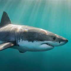 El tiburón blanco, la gran bestia blanca. - El blog más completo sobre peces