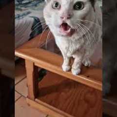 Hungry Cat Literally Drools Like A Dog