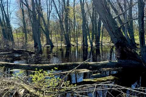 Conservation advocates push for renewable energy policy and funding to help preserve wetlands •