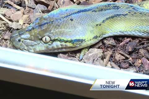 Snake eggs found near home