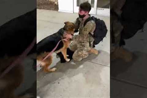 Soldier Meeting Her Dog After 6 Months