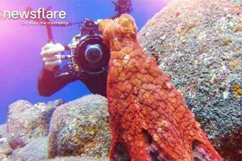 Octopus Plays Hide-And-Seek With Diver  || Newsflare